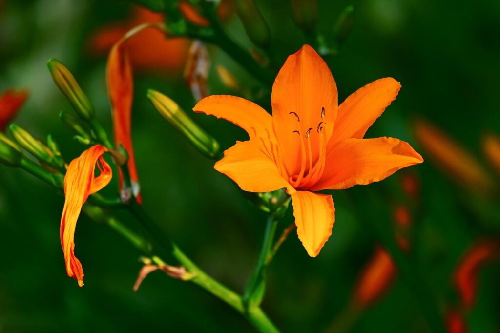 lily, flower, orange lily, buds, flower background, flower wallpaper, petals, orange petals, bloom, blossom, flora, beautiful flowers, nature